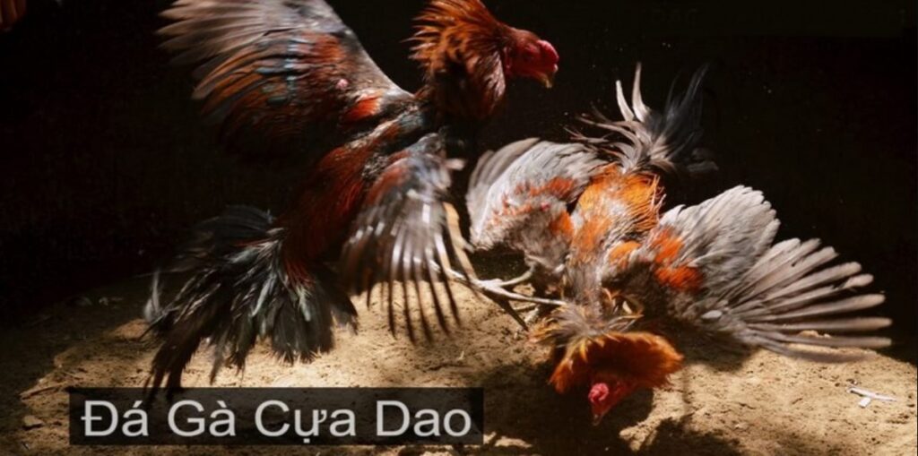 Đá Gà Cựa Dao S666 - Mãn Nhãn Với các Trận Đấu Nảy Lửa 1 Đá Gà Cựa Dao S666