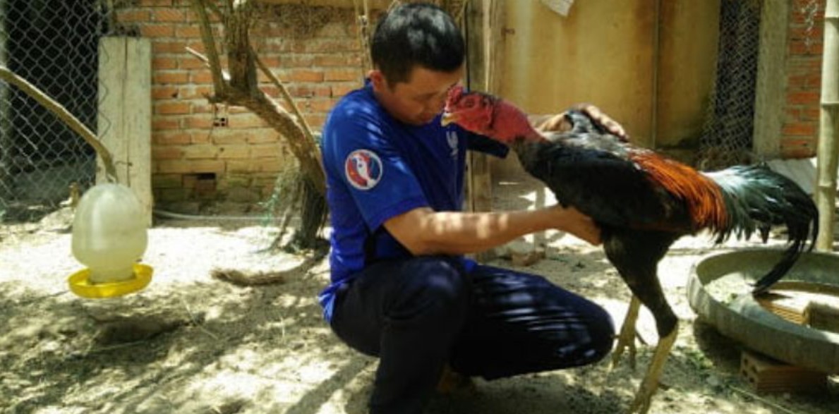 Đá gà cựa sắt S666 - cuộc chơi nảy lửa