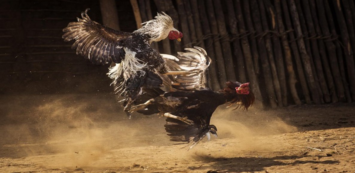 Luật đá gà cựa sắt S666 chi tiết từ A - Z