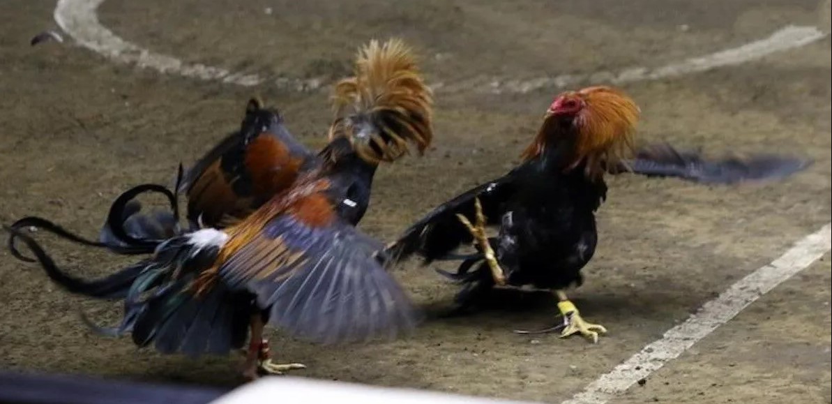 Đá gà online có hấp dẫn như thật?