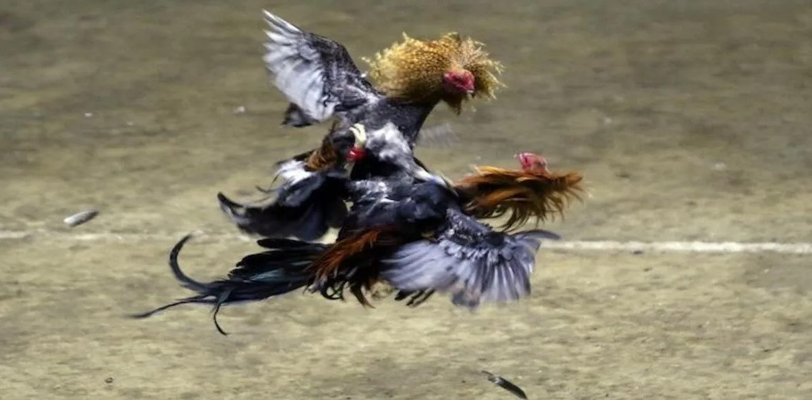 Kinh nghiệm đá gà S666 bật mí cho khách mới