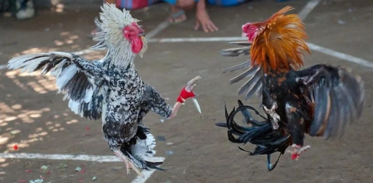 Lý do game đá gà online S666 được lòng nhiều game thủ